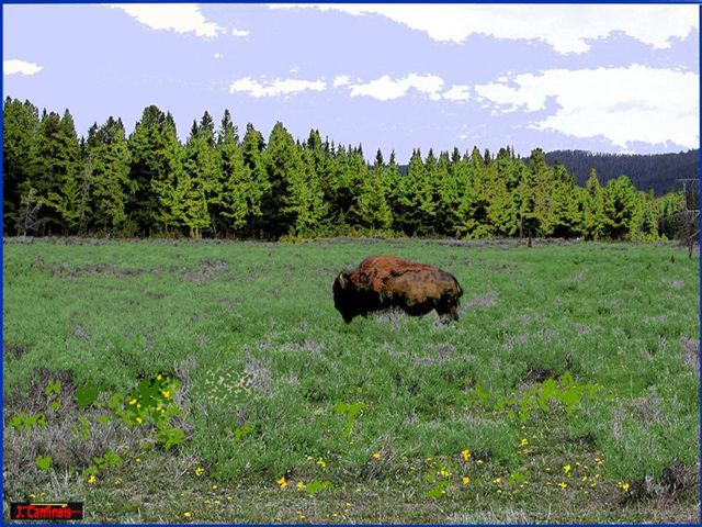 Foto de Parque Nacional de Yellowstone (Wyoming), Estados Unidos