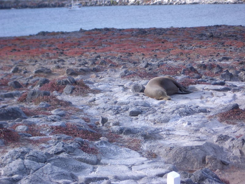Foto de Galapagos, Ecuador