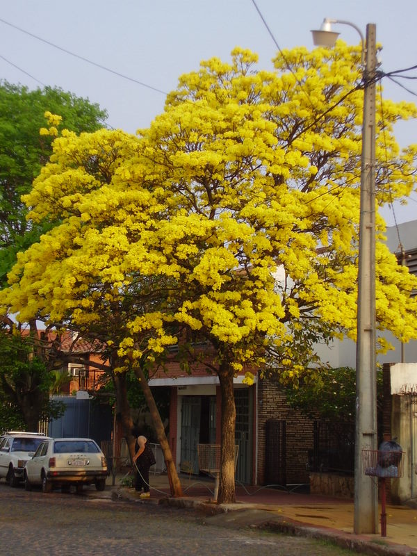 Foto de Asunción, Paraguay
