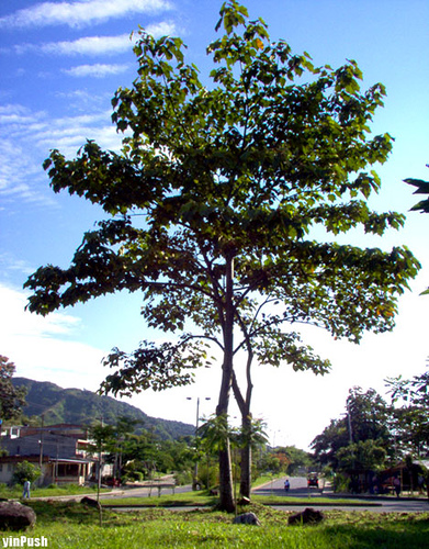 Foto de Ibagué, Colombia