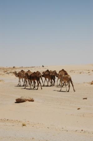 Foto de Noadibu, Mauritania