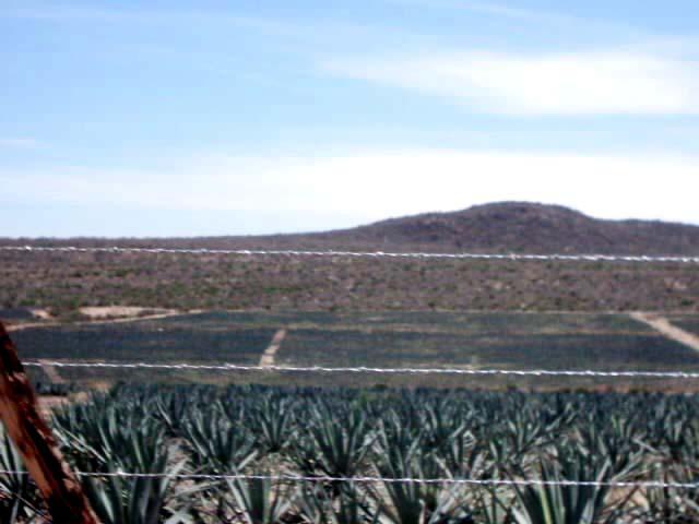 Foto de Jalisco, México