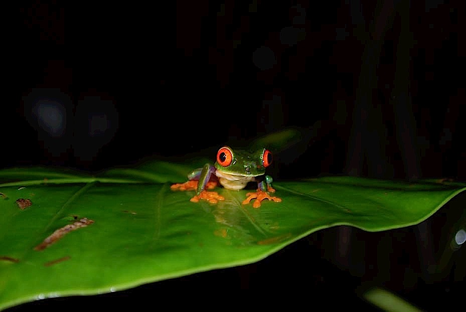Foto de Limón, Costa Rica