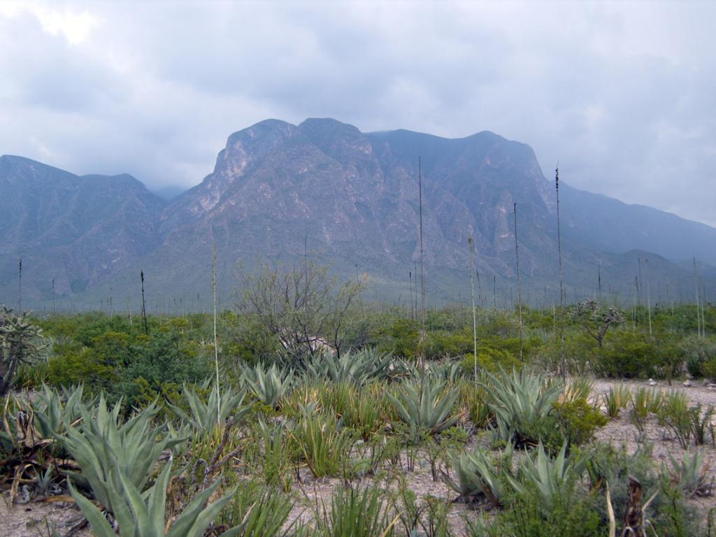 Foto de Torreón, México