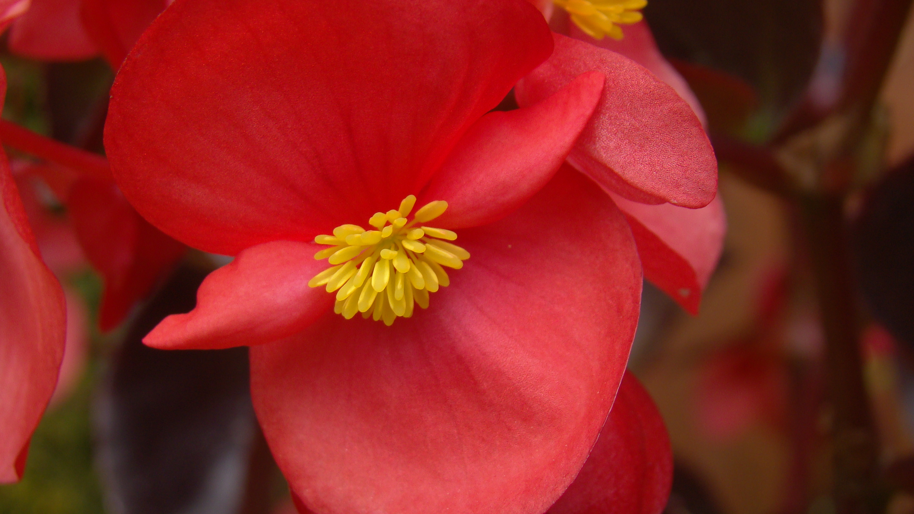 Foto: Pequena flor 1 - Tenjo (Cundinamarca), Colombia