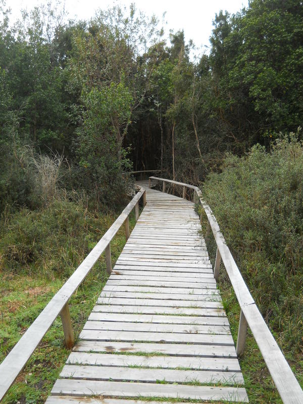 Foto: Parque Nacional Chiloe - Chonchi (Los Lagos), Chile