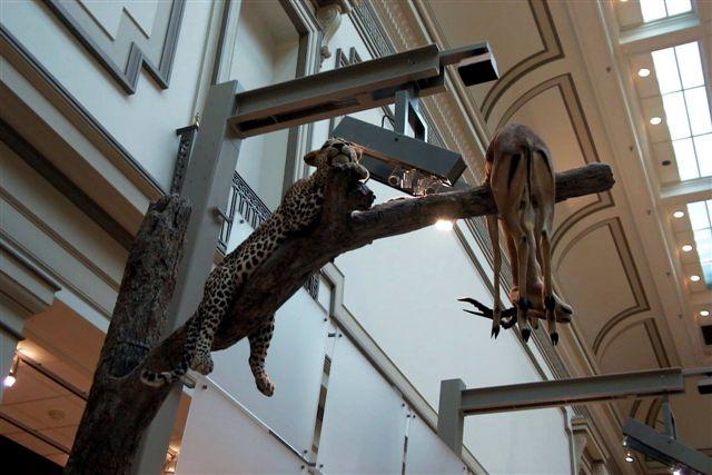 Foto: Animales disecados en el museo de historia natural - Washington D.C. (Washington, D.C.), Estados Unidos