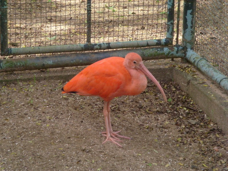 Foto: ibis escarlata, zoológico de Paramaribo - Paramaribo, Surinam