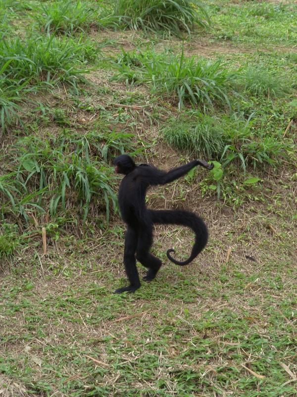 Foto: zoológico de Paramaribo - Paramaribo, Surinam