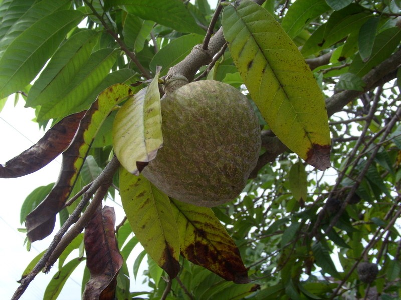 Foto: especie vegetal no identificada - Paramaribo, Surinam