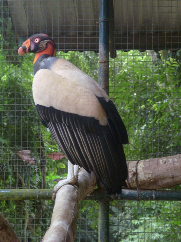 Foto: cóndor real, zoológico de Paramaribo - Paramaribo, Surinam