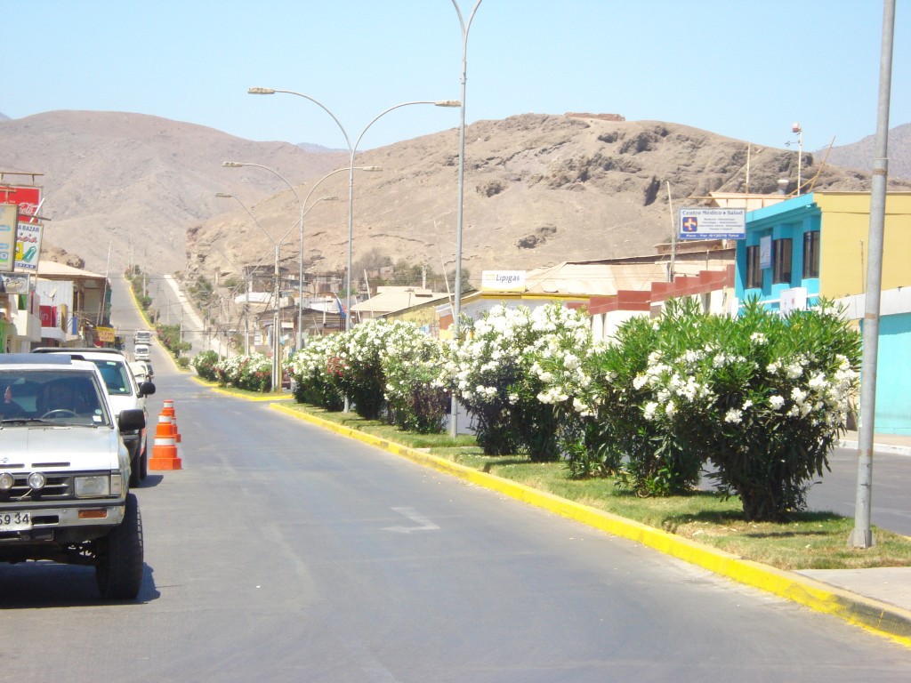 Foto: Flores - Tal Tal (Antofagasta), Chile