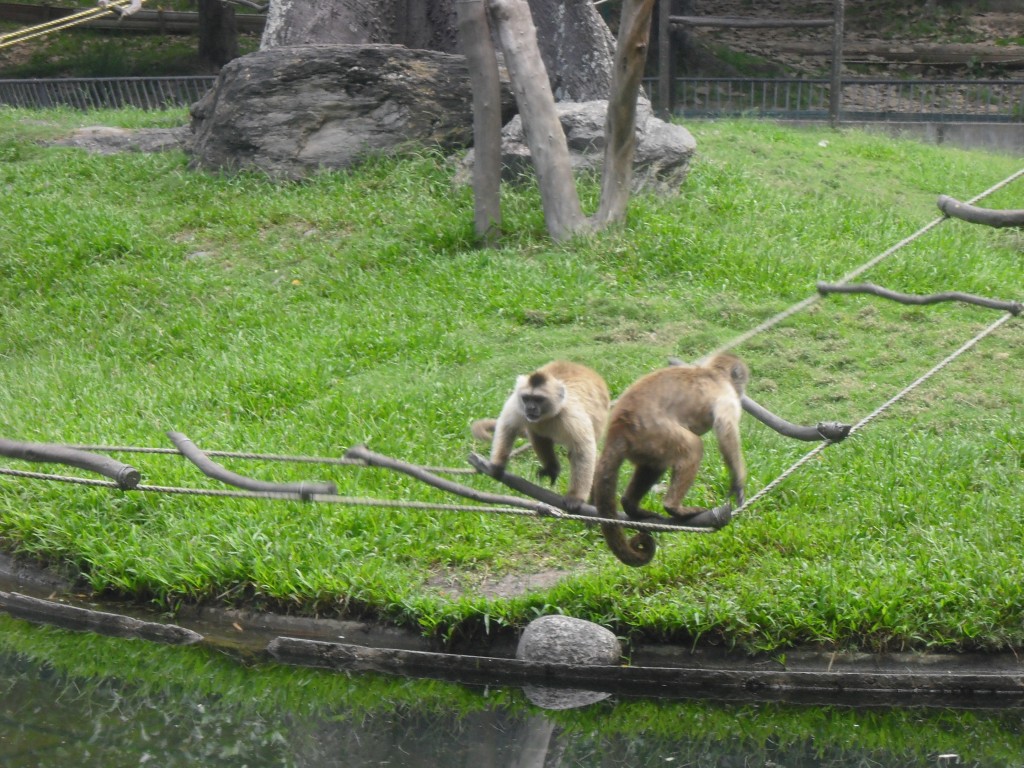 Foto: Monos en el puente - Parque Del Este (Distrito Capital), Venezuela