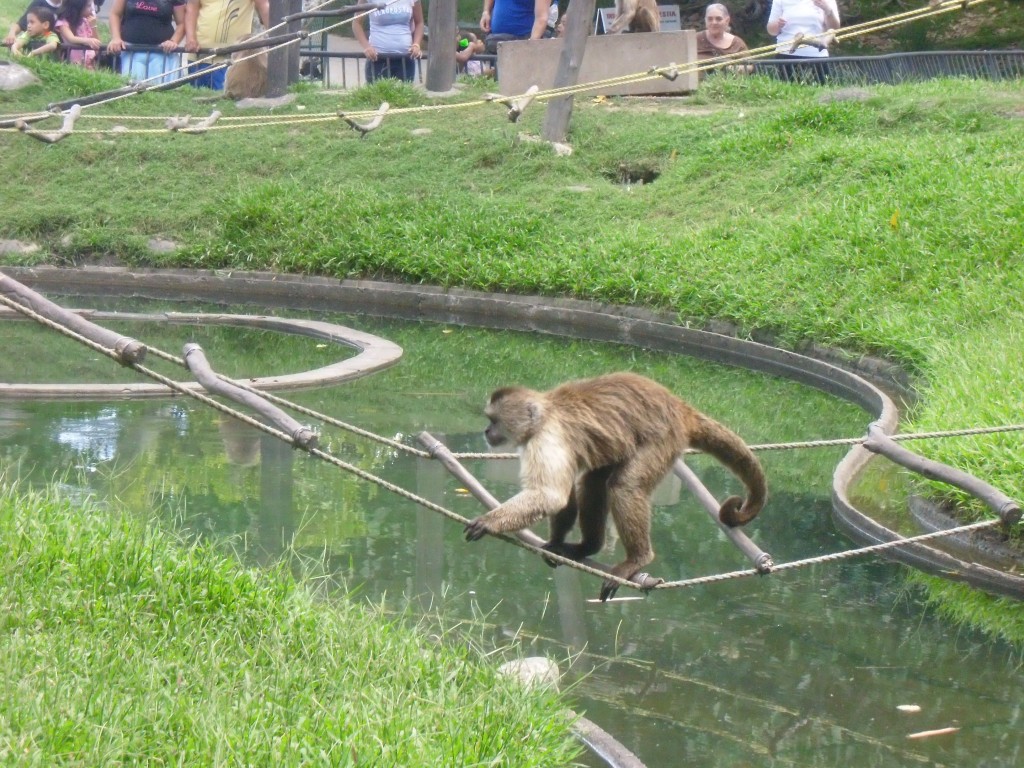 Foto: Los monos - Parque Del Este (Distrito Capital), Venezuela