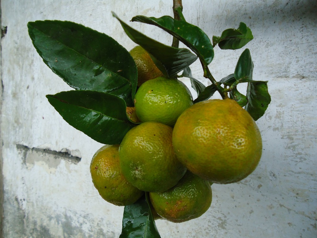 Foto: Limones - Shell (Pastaza), Ecuador