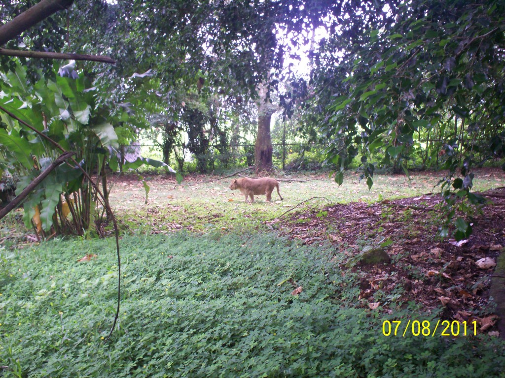 Foto: Nombre Binomial: Panthera leo - San Carlos (La Marina) (Alajuela), Costa Rica
