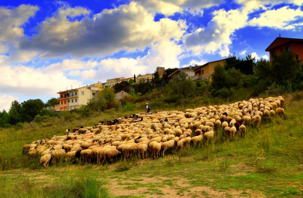 Foto: Rebaño de ovejas. - Sant Martí Sarroca (Barcelona), España