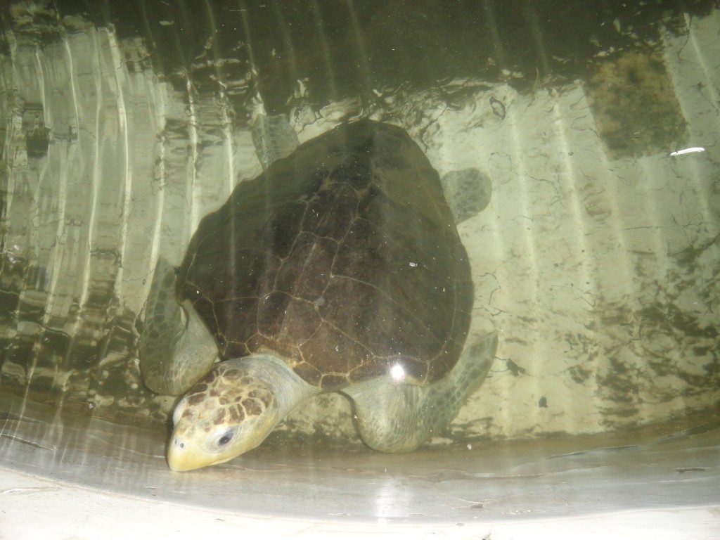 Foto: tortuga marina - Atacames (Esmeraldas), Ecuador