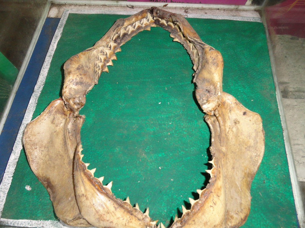 Foto: mandibula de tiburon - Atacames (Esmeraldas), Ecuador