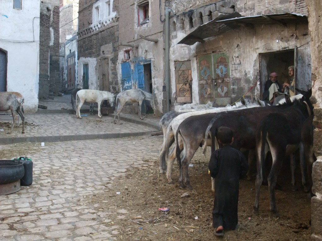 Foto: Parking animal - Sanaa, Yemen