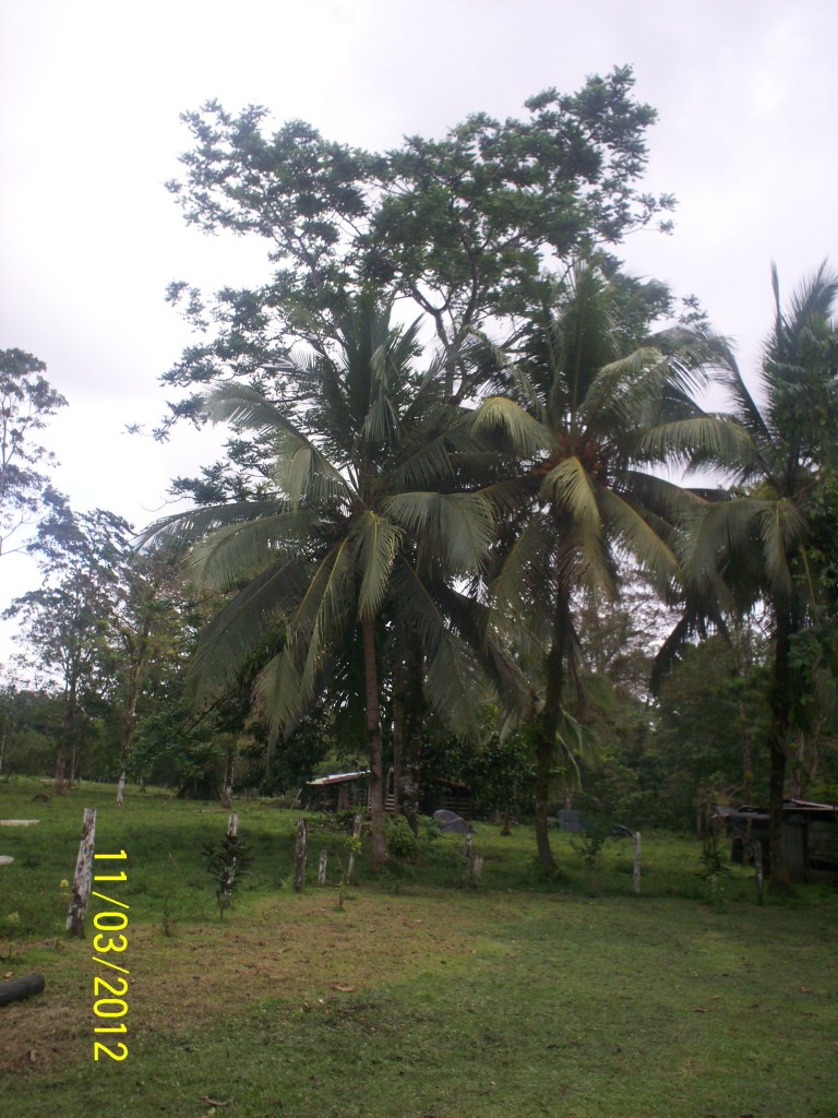 Foto de Fatima De Sarapiqui (Heredia), Costa Rica