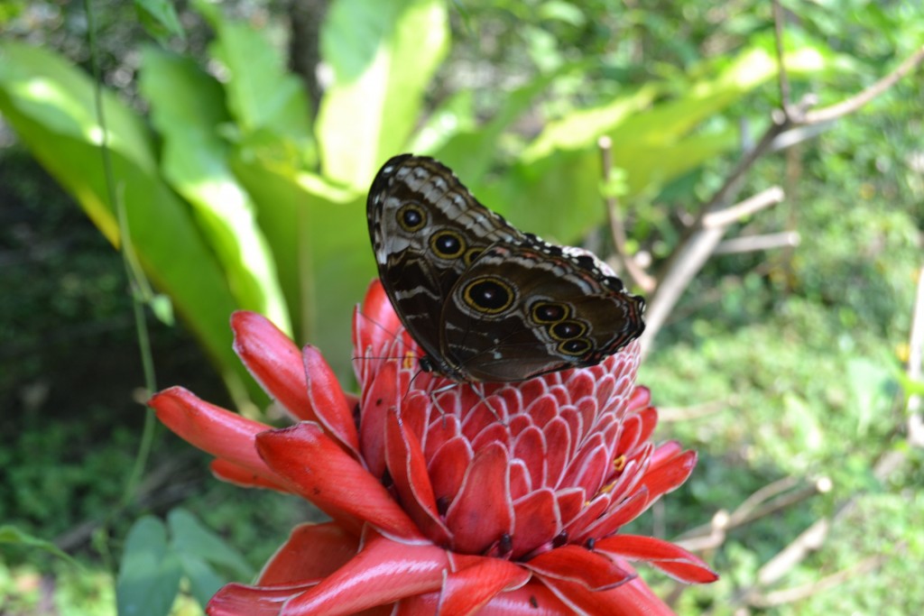 Foto: Terrariun, Jardin De Mariposas, - La Garita (Alajuela), Costa Rica
