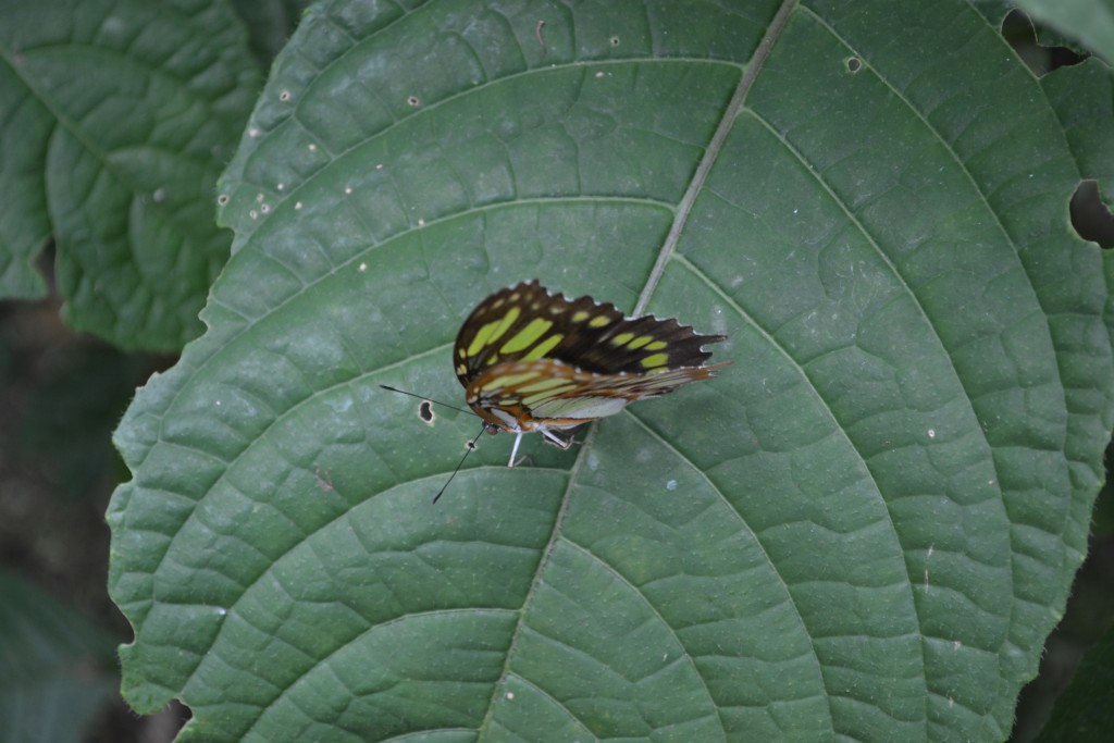 Foto: The Butterfly Farm - La Guácima (Alajuela), Costa Rica