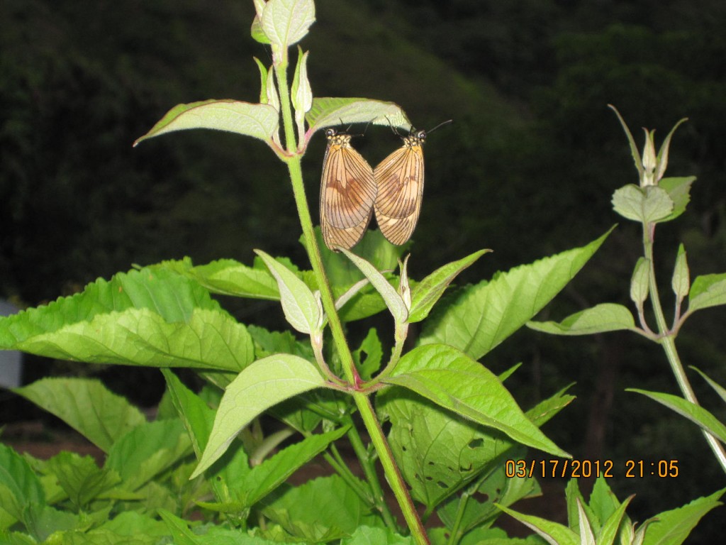 Foto: mariposas - Callayuc (Cajamarca), Perú