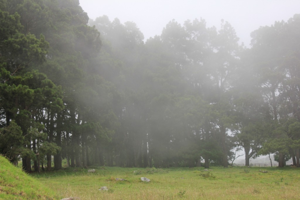 Foto: Neblina sobre el Paisaje Andino - Jauregui (Táchira), Venezuela