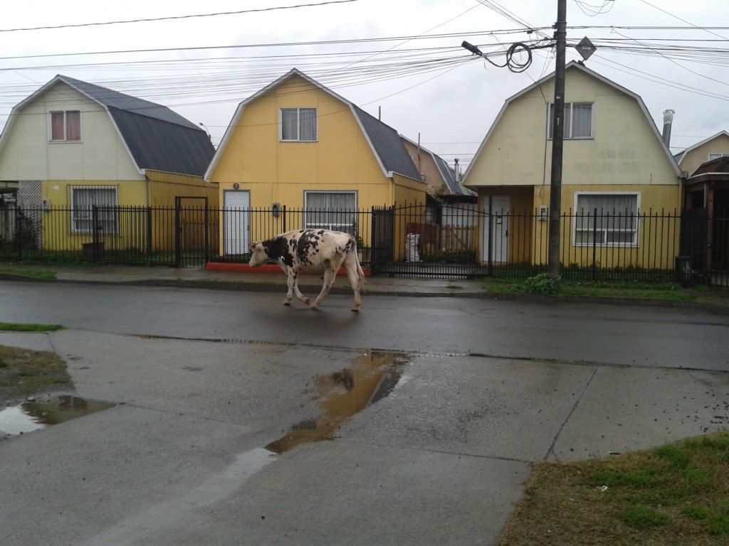 Foto: inusual, una vaca en la calle. - Temuco (Araucanía), Chile
