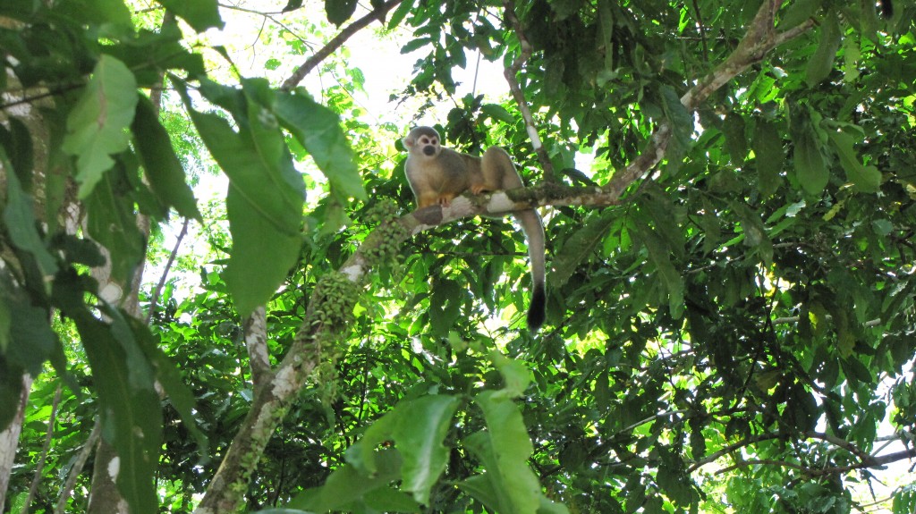 Foto: Isla de los micos - Leticia (Amazonas), Colombia
