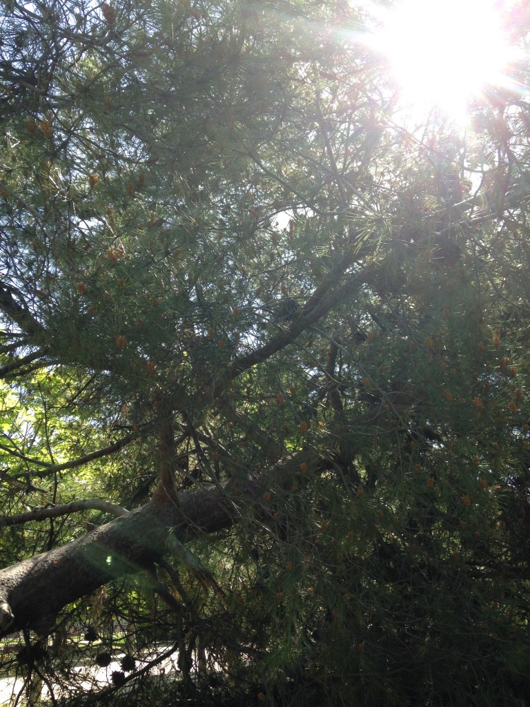 Foto: Árbol caído parque de Vicálvaro - Madrid (Comunidad de Madrid), España