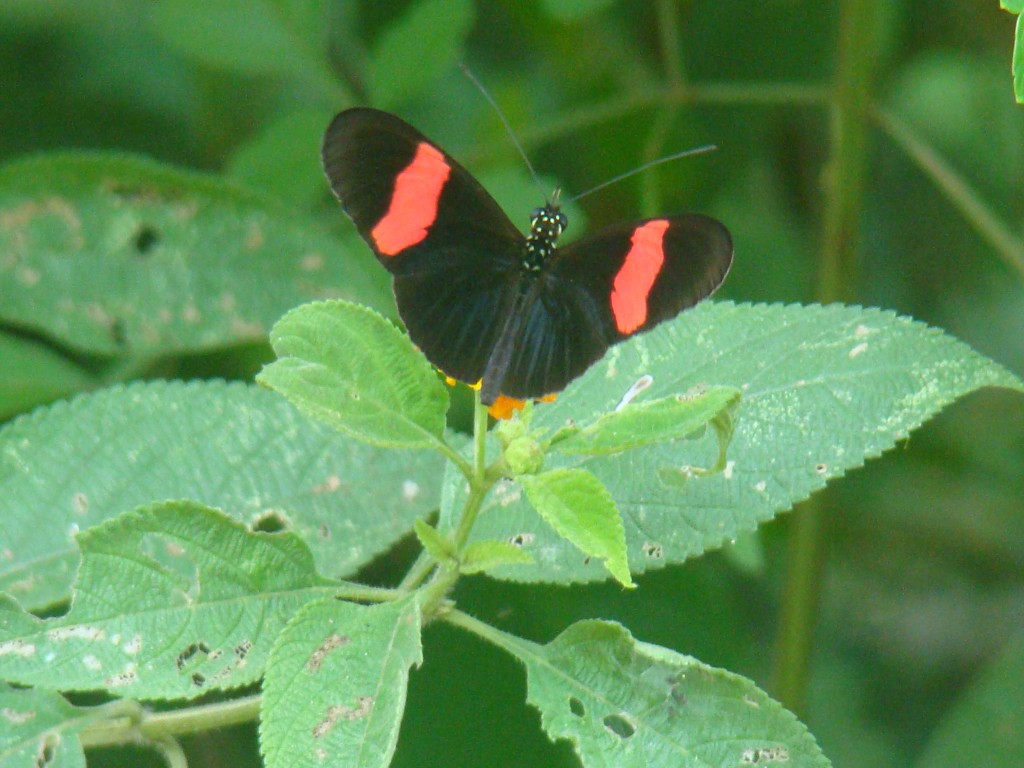 Foto: Mariposa 1 - Quebradanegra (Cundinamarca), Colombia