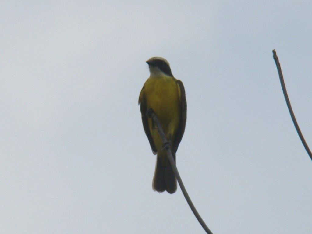 Foto: Colombia el segundo país con mas aves del mundo - La Mesa (Cundinamarca), Colombia