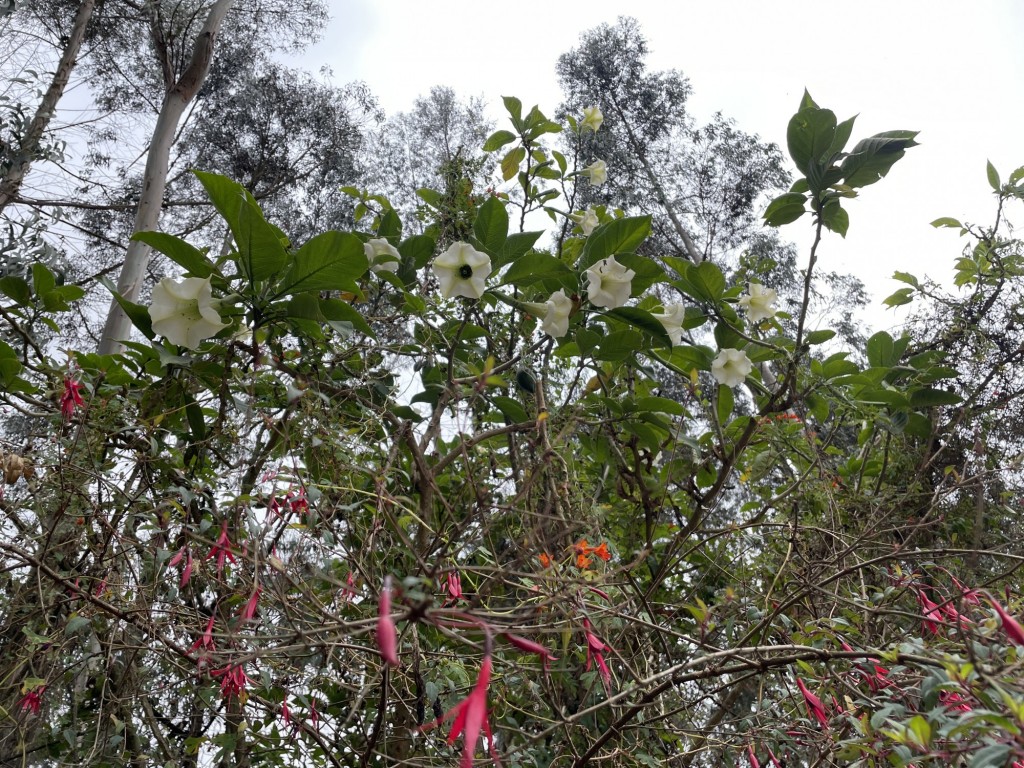 Foto: flores - Viillapinzón (Cundinamarca), Colombia