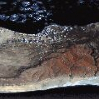 Foto de Socotra