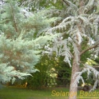 Foto de Chabanais ( Le Boulou)