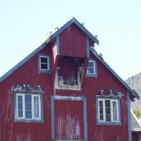 Foto de Lofoten
