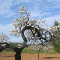 Foto de Ibiza