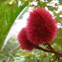 Foto de Iquitos