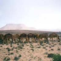 Foto de Chenini