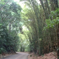 Foto de Vía Choroní