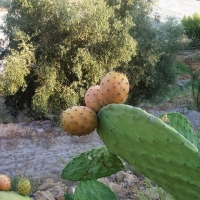Foto de Canjáyar