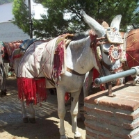 Foto de Mijas