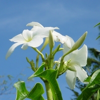 Foto de Nassau-Botanical Gardens