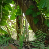 Foto de Nassau