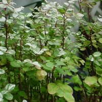 Foto de Nassau