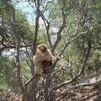 Foto de Gibraltar