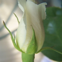 Foto de De Pinte