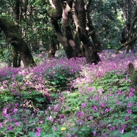 Foto de La Gomera